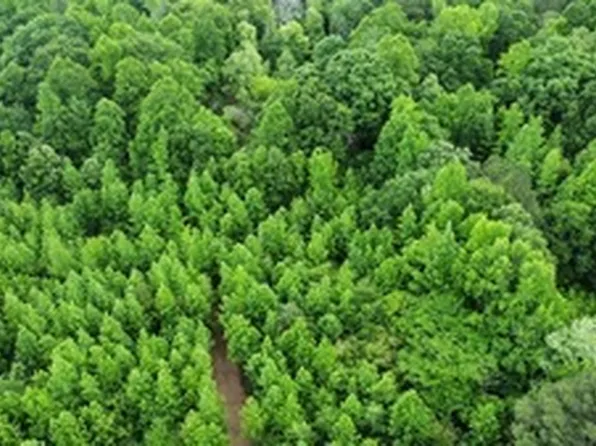 0 Wildlife Lake Rd, Summerville, GA 30747