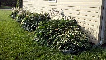Hosta bed lines the east side of the house