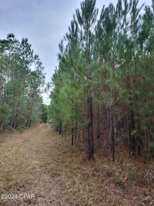 19265 SE Wrennie Moody Rd, Blountstown, FL, 32424