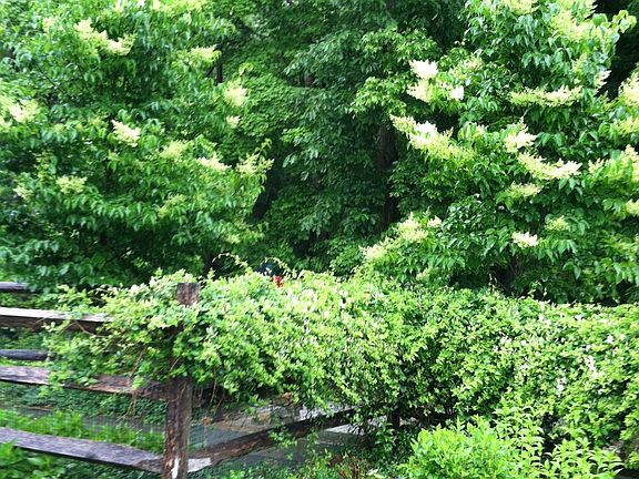 Entrance way to house with lilac trees