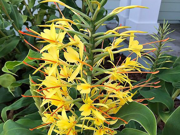 Hawaiian Ginger