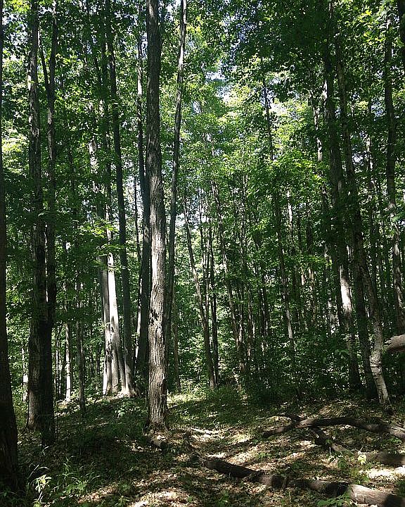 1st image of Wildwood Trl