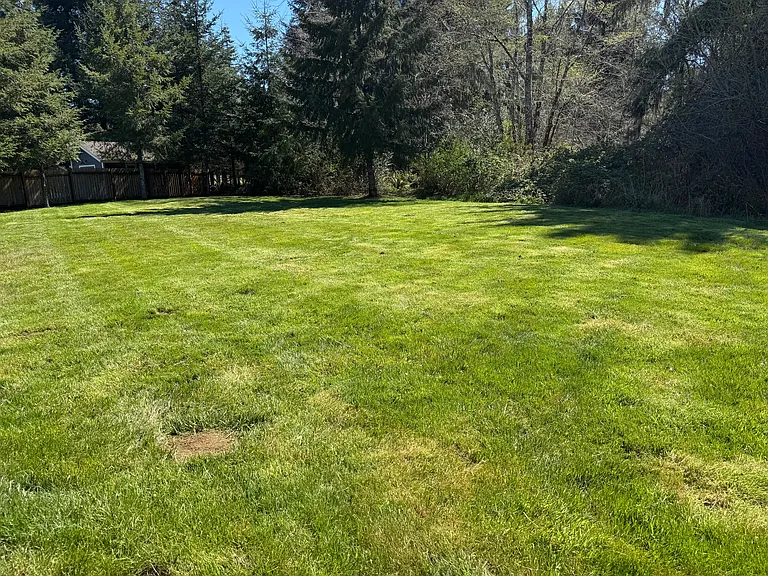 Back yard