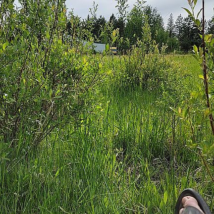 Reading in the dogwood.