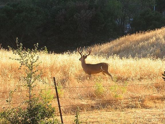 Visiting Wildlife