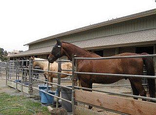 Equestrian Activities!