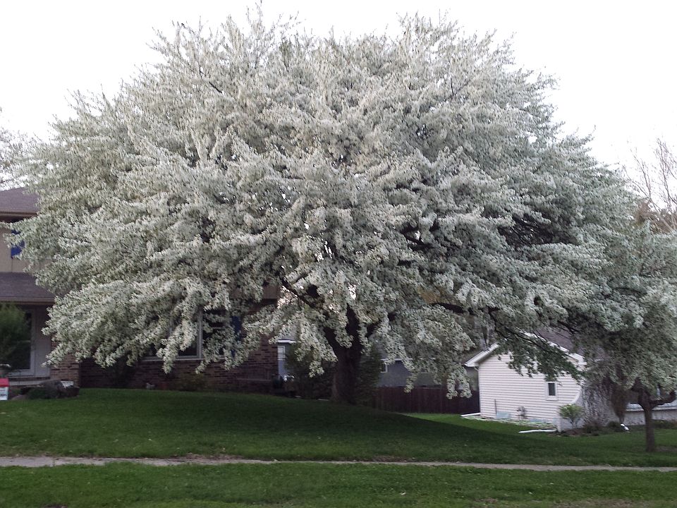 Fabulous tree could be yours