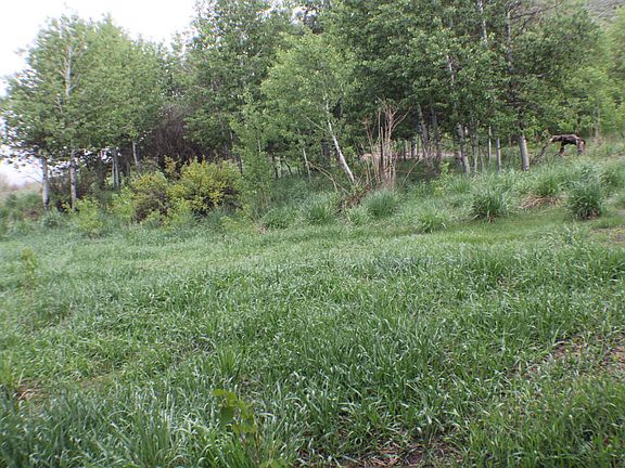 Meadow area and trees