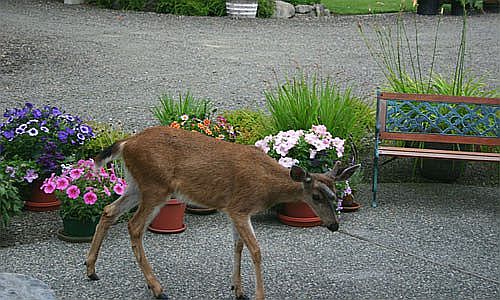 3rd image of 14411 340th Ave NE