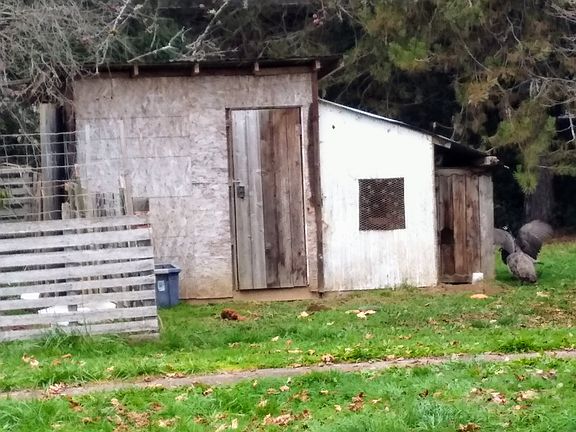 Chicken Coop