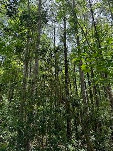 Maison Rue Dr, Woodworth, LA, 71485