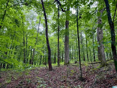 53756 Highway 25 #0, Vandiver, AL, 35176