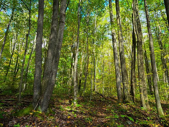 2nd image of 0 Rogers Mill Rd