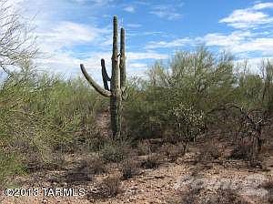 Native plants and tree's