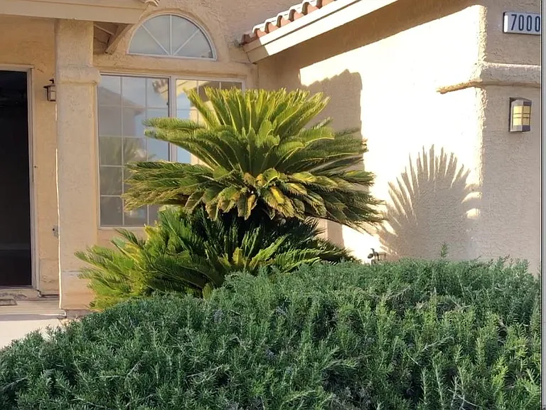 7000 Desert Clover Ct — Photo 5