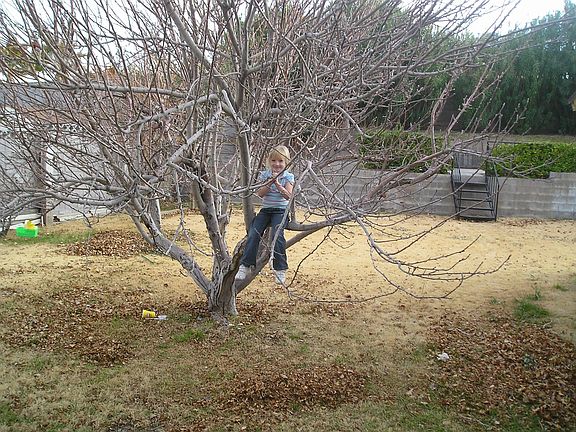 Apple Tree