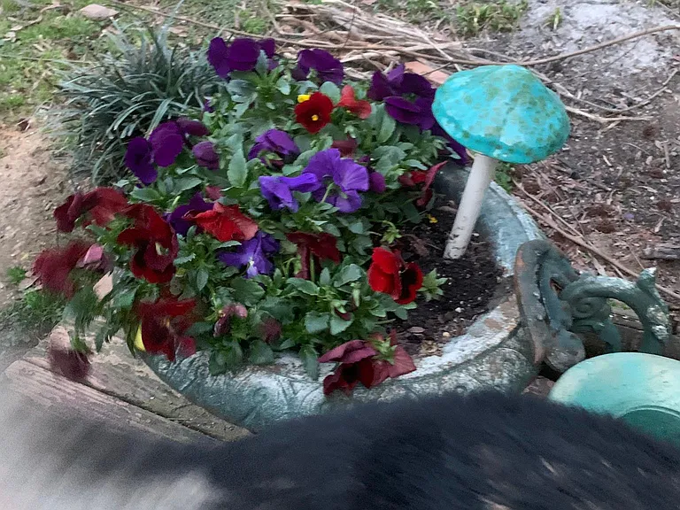 Telfair Rd — Photo 37