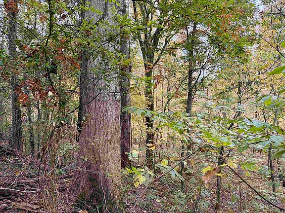 3rd image of William Switch Rd