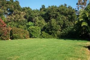 lawn