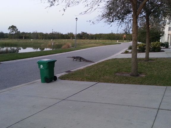 Pond and wildlife views