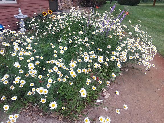 Front entry garden summer