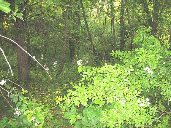 ravine beside creek