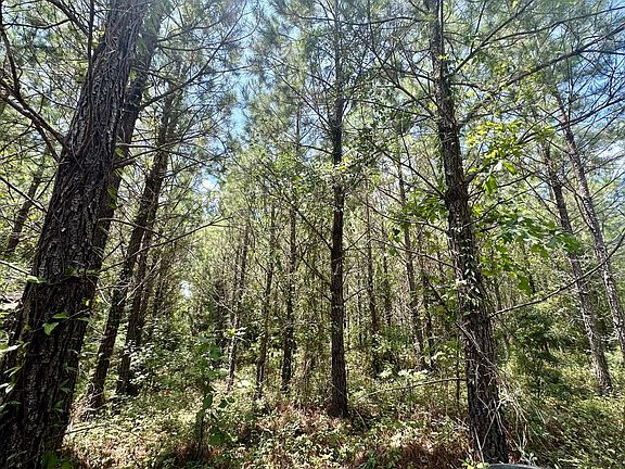 3rd image of Hale County Rd #32