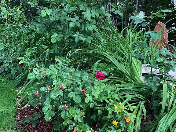 back garden