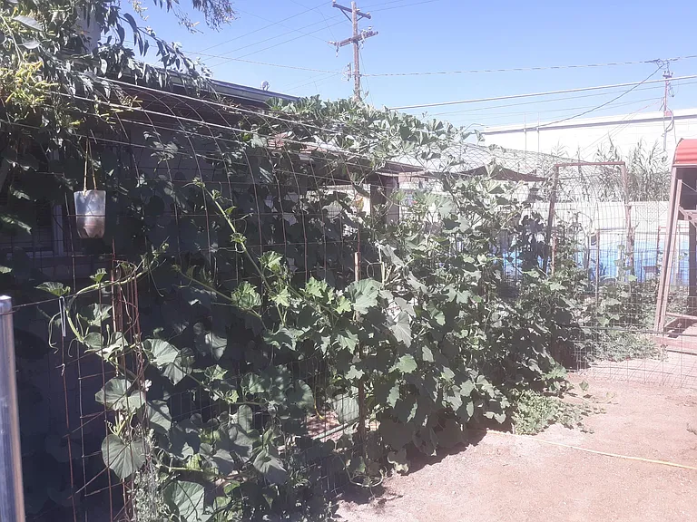 Beans and gourds are planted in the spring.