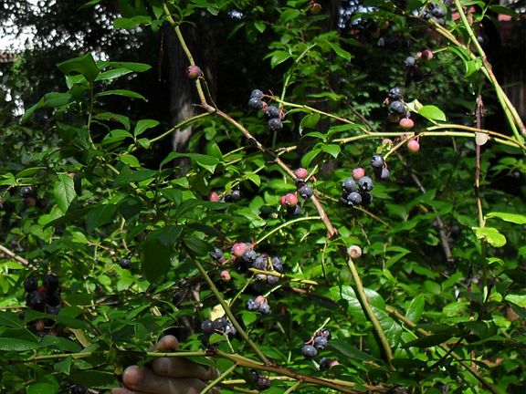 Blueberry bushes
