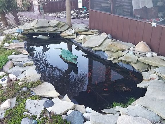 gold fish pond