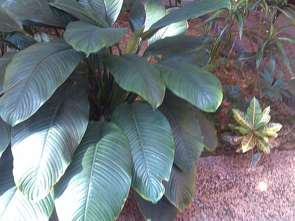 Plant garden next to eatery