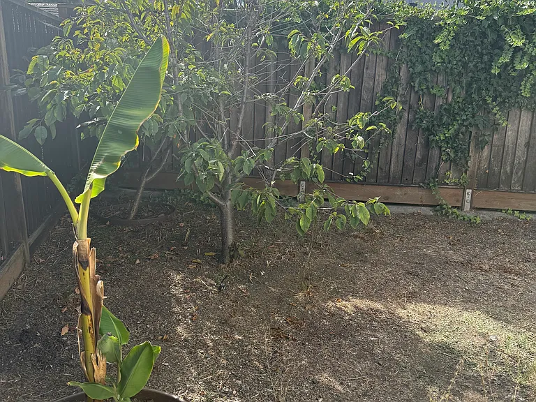 private yard with banana tree and pomegranate fruit trees with fruits in season.