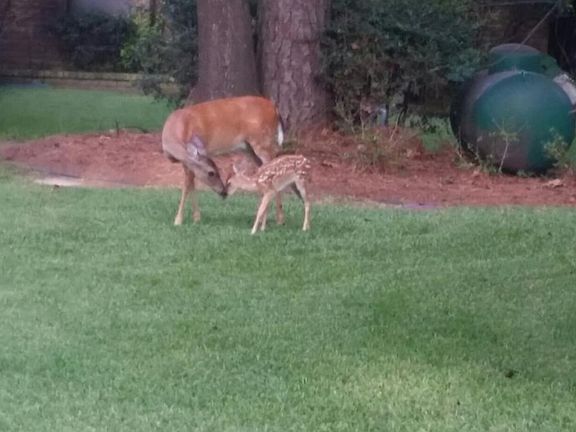 View of deer from the balcony