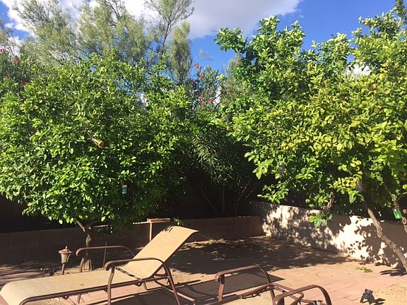fruit trees and patio