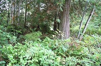 2nd image of LOT103 Puget Loop
