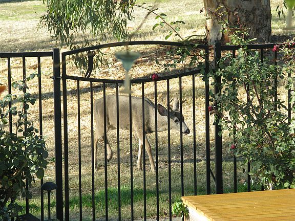 Deer visiting.