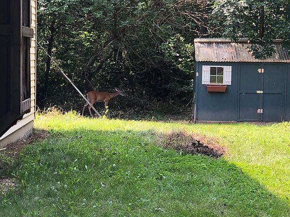 Back shed with deer sighting