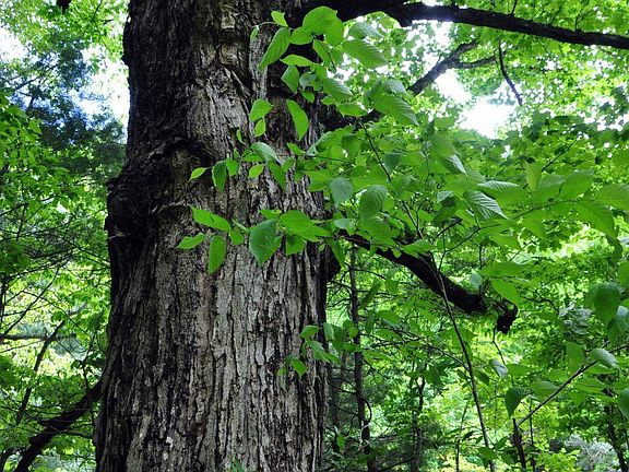 4th image of 0 Two Brothers Rd