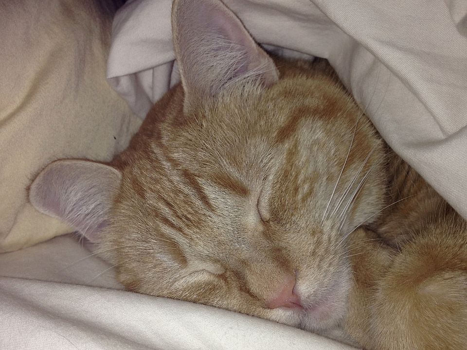 Family house cat
