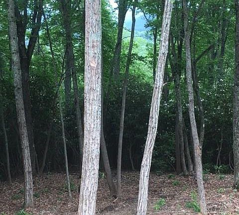 2nd image of 115 High Hickory Trl Lot 3