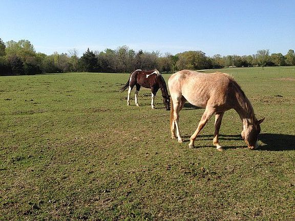Horses roam carefree on this property!