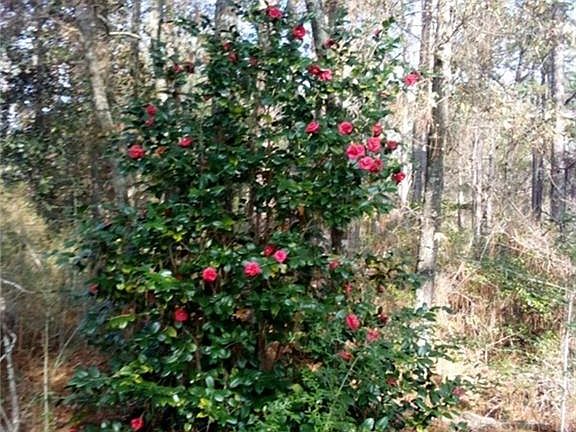 2nd image of 19390 Joan Harris Rd