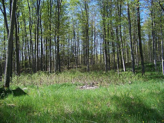 Maple woods : This photo was taken in spring before the trees were fully leafed out.