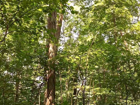 4th image of 0 Polly Mountain Rd Lot 100