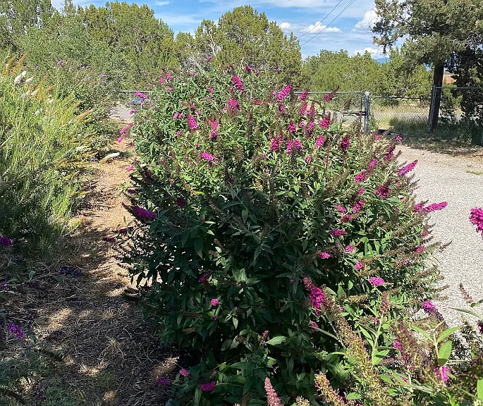 Butterfly bushes that line the driveway