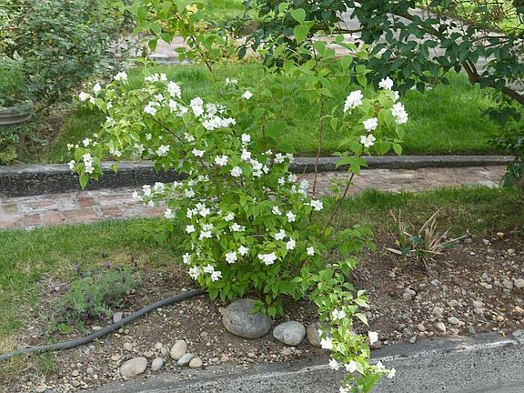 Our mock orange in bloom.