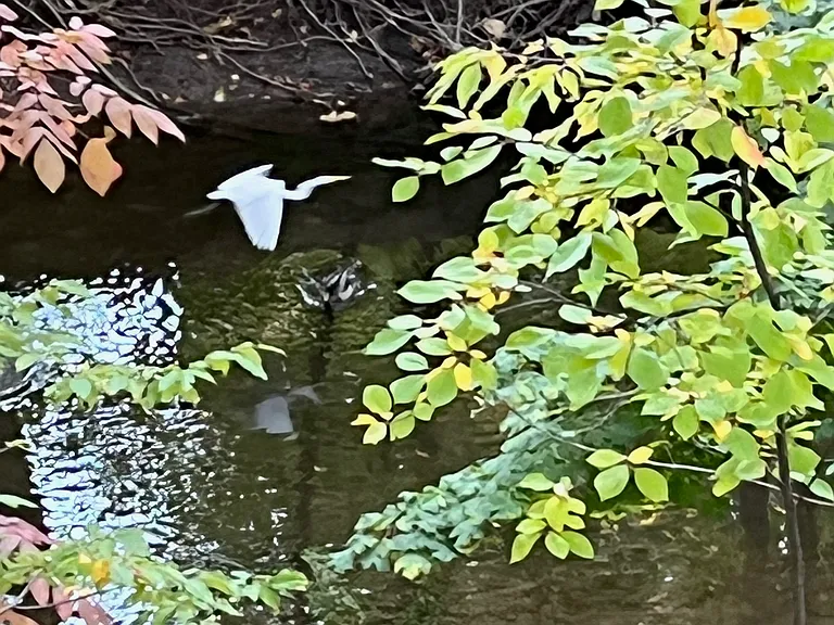 White heron flies above creek
Other bird sightings: mallard ducks, woodpeckers, hummingbirds, Baltimore orioles, bluejays, chickadees, nuthatches, goldfinches, bald eagles, hawks, cardinals, redwing blackbirds