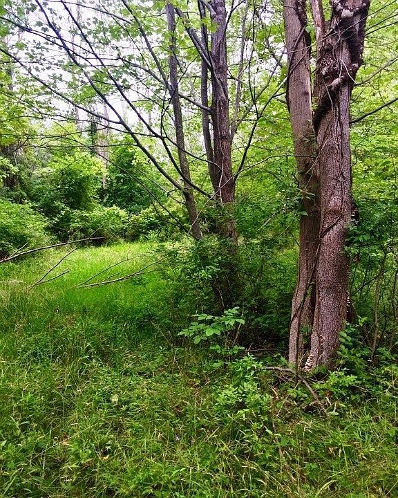 2nd image of Bellus Rd