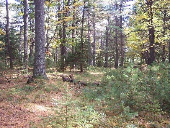 3rd image of Woodland Ln Lot 29